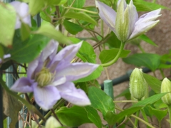 クレマチス