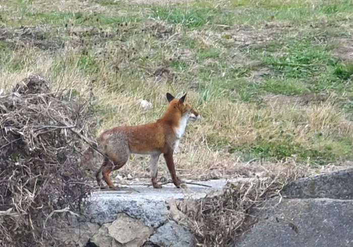 ホンドギツネ