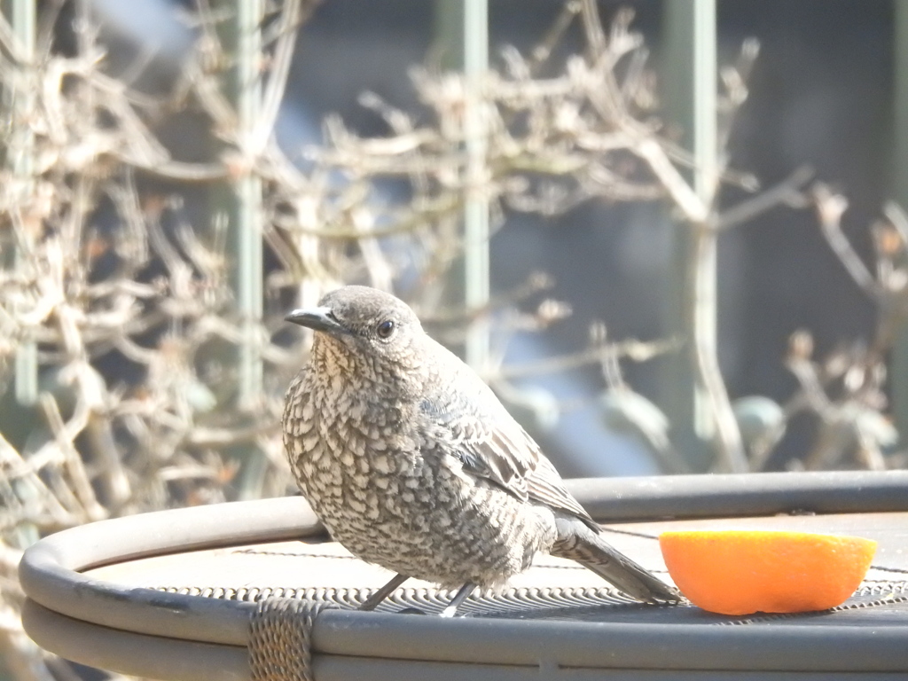 いそひよ子ちゃん