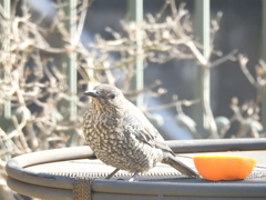 いそひよ子ちゃん