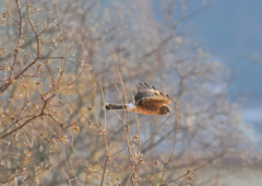 ハイイロチュウヒ♀