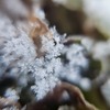 雪の結晶