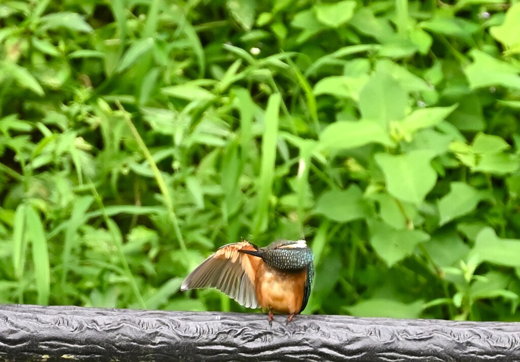 カワセミ