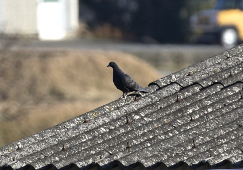 ん？ 黒い鳩？