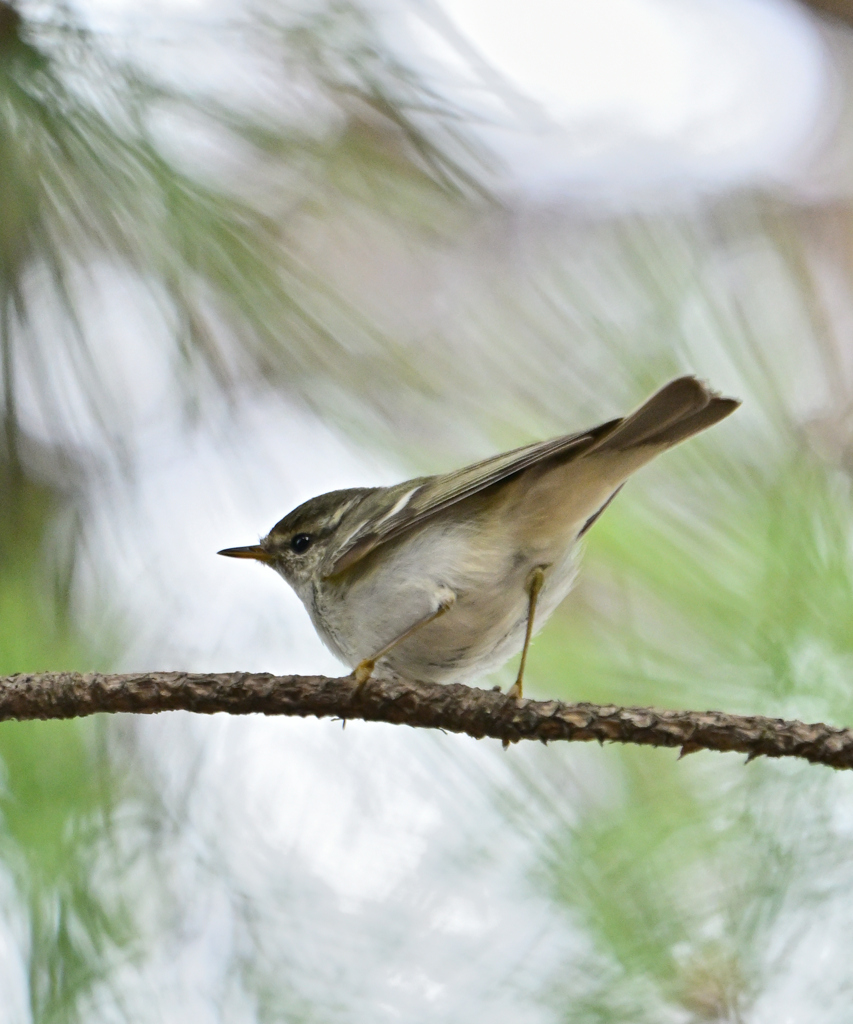 キマユムシクイ