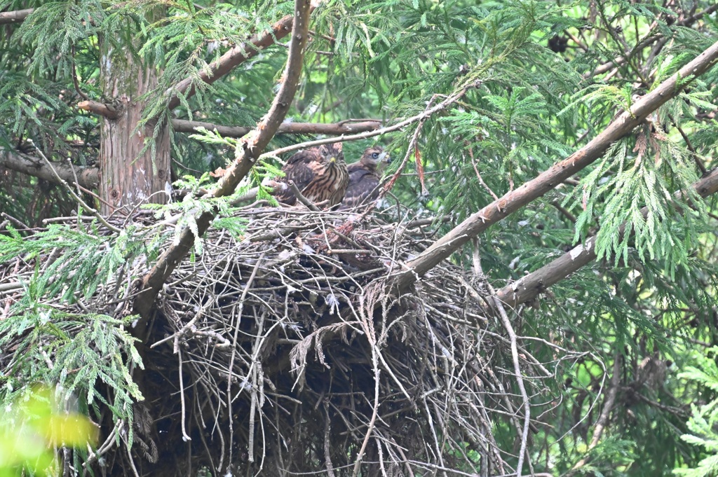 オオタカ 幼鳥