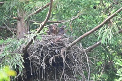 オオタカ 幼鳥