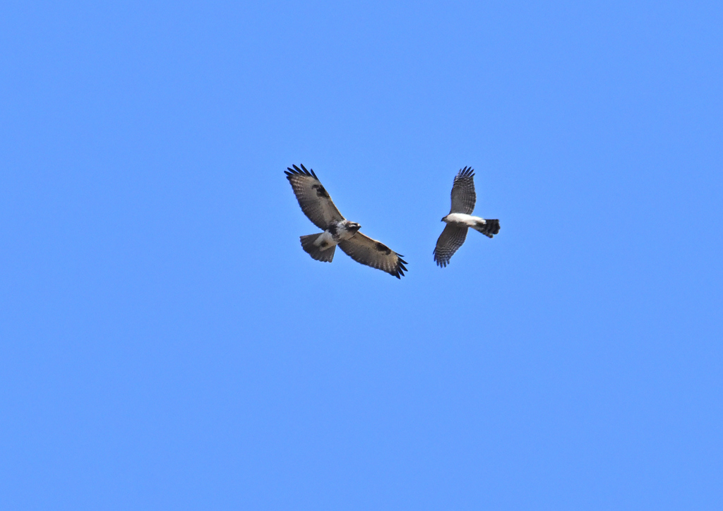 ノスリとハイタカ