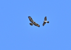 ノスリとハイタカ