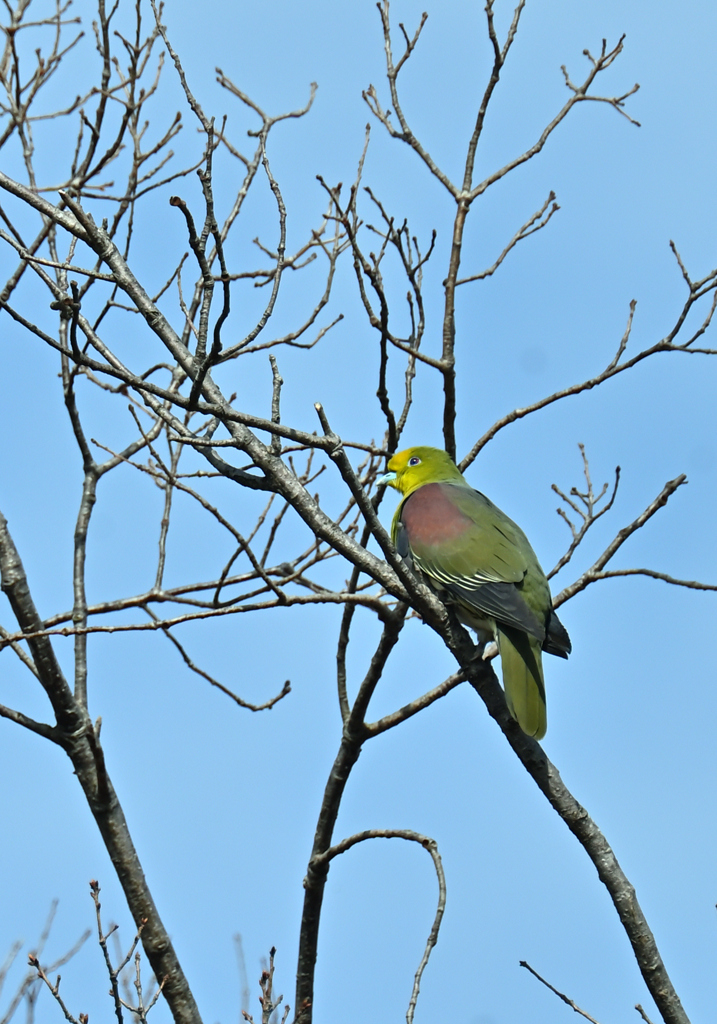 アオバト  オス