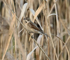 オオジュリン？