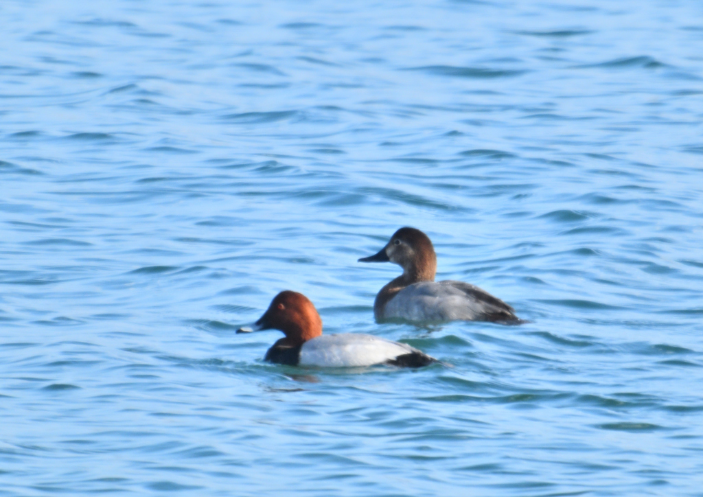 オオホシハジロ？