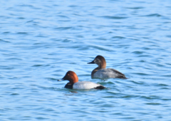 オオホシハジロ？