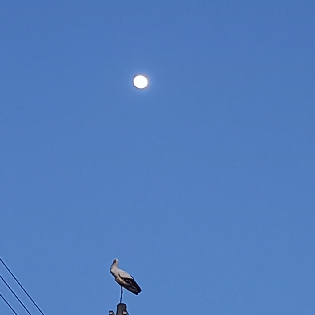 月とコウノトリ