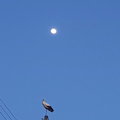 月とコウノトリ