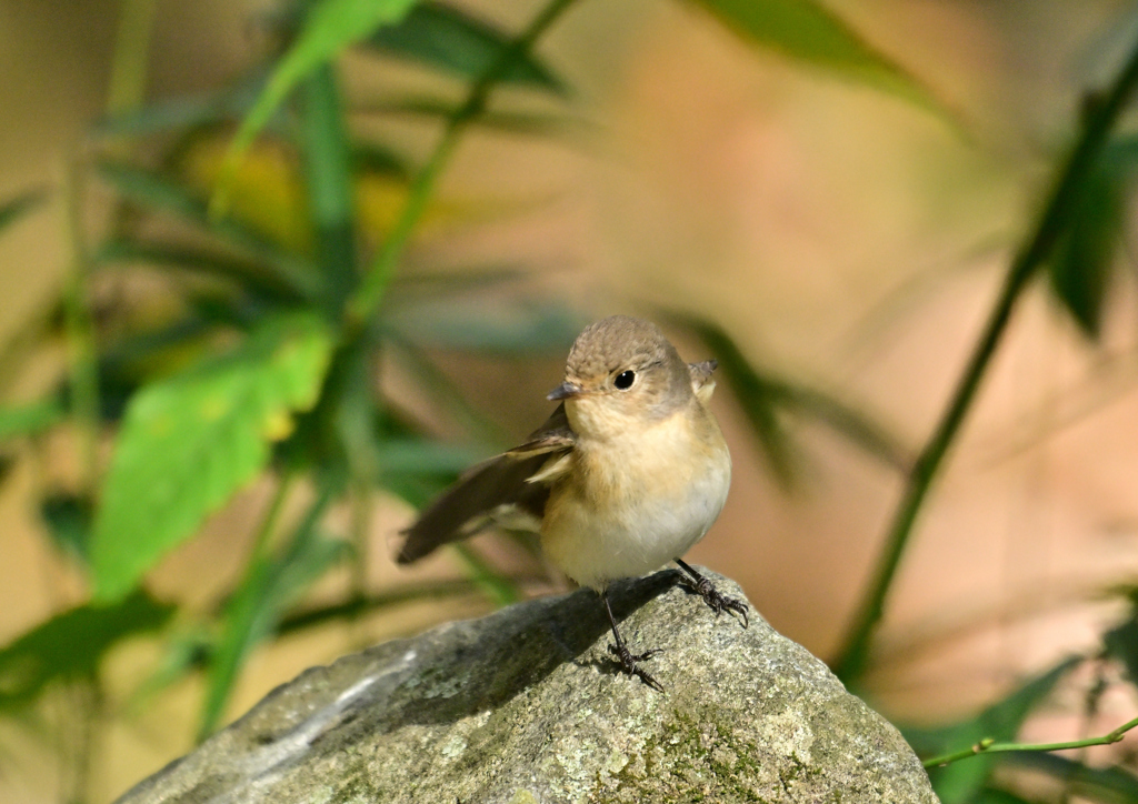 ニシオジロビタキ