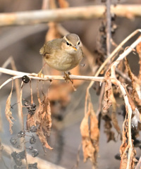 ご馳走口に入ったかな？
