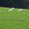 アマサギ
