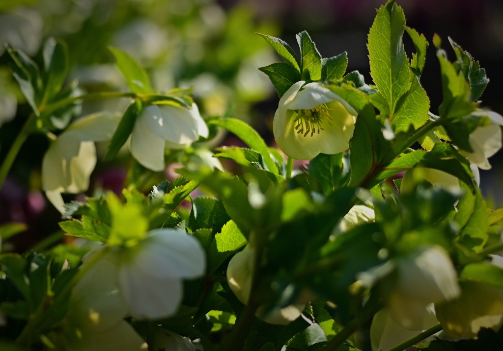 クリスマスローズ