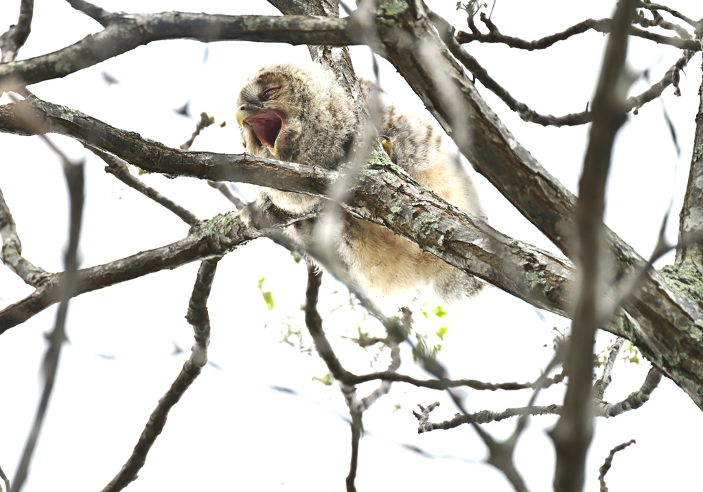 フクロウのあくび