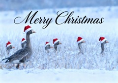 マガンのクリスマス