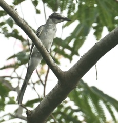 サンショウクイ  幼鳥