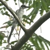 サンショウクイ  幼鳥