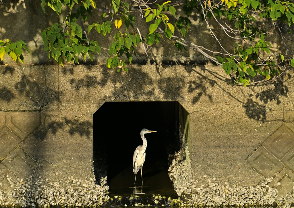 アオサギ