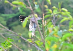 カッコウかホトトギス？