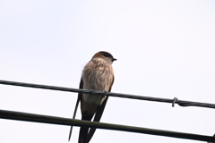 コシアカツバメ