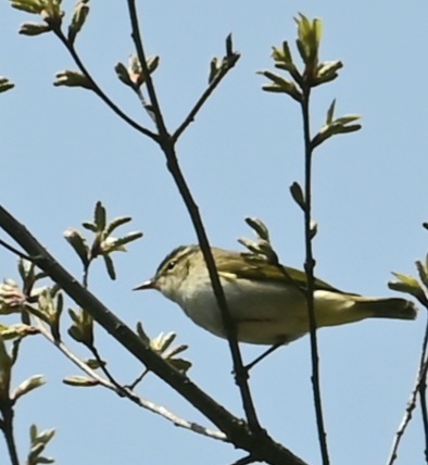 DSC_4902センダイムシクイ