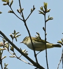 DSC_4902センダイムシクイ