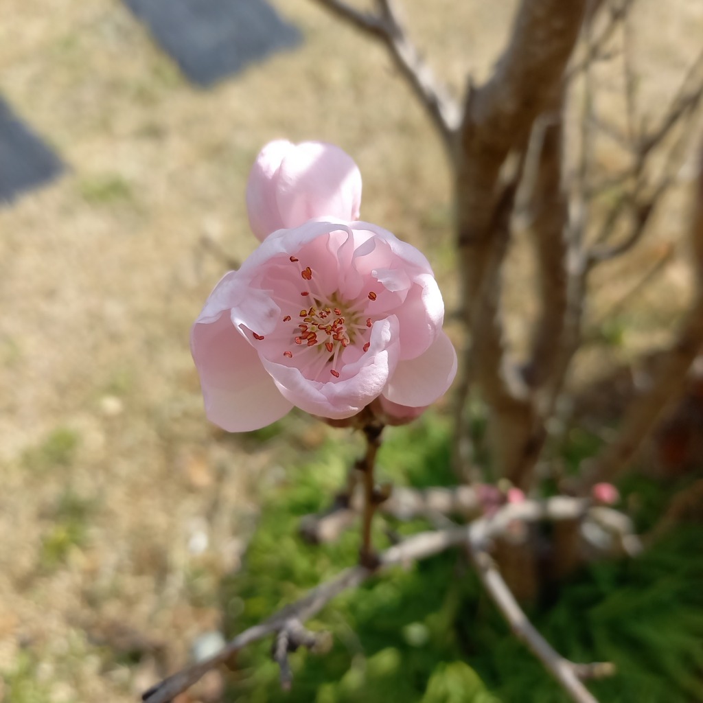 一輪開花