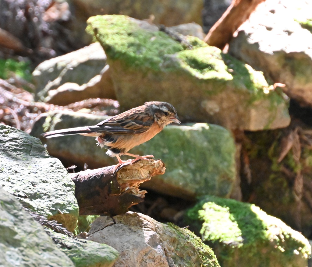 水浴びホオジロ