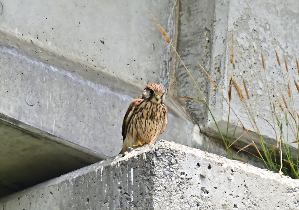 チョウゲンボウ幼鳥