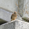 チョウゲンボウ幼鳥
