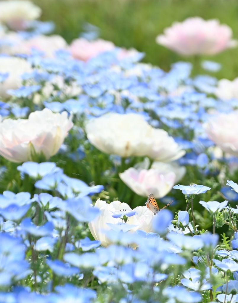 ネモフィラとチューリップと蝶