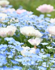 ネモフィラとチューリップと蝶