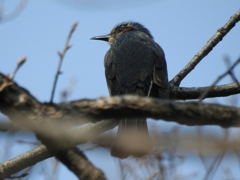 梅林の見張り番
