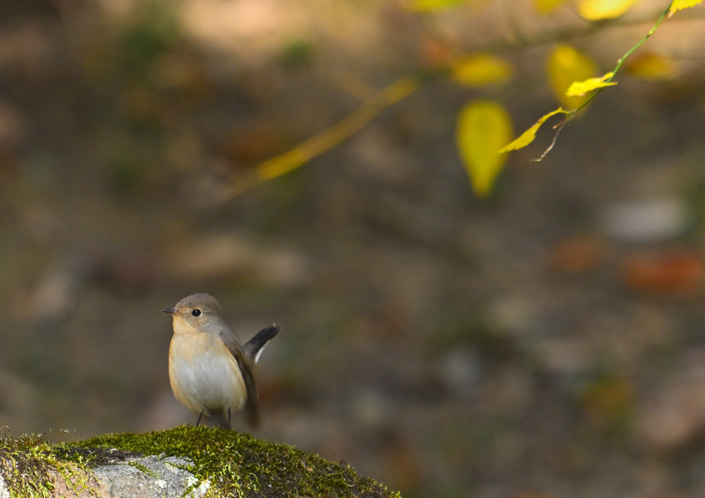 ニシオジロビタキ