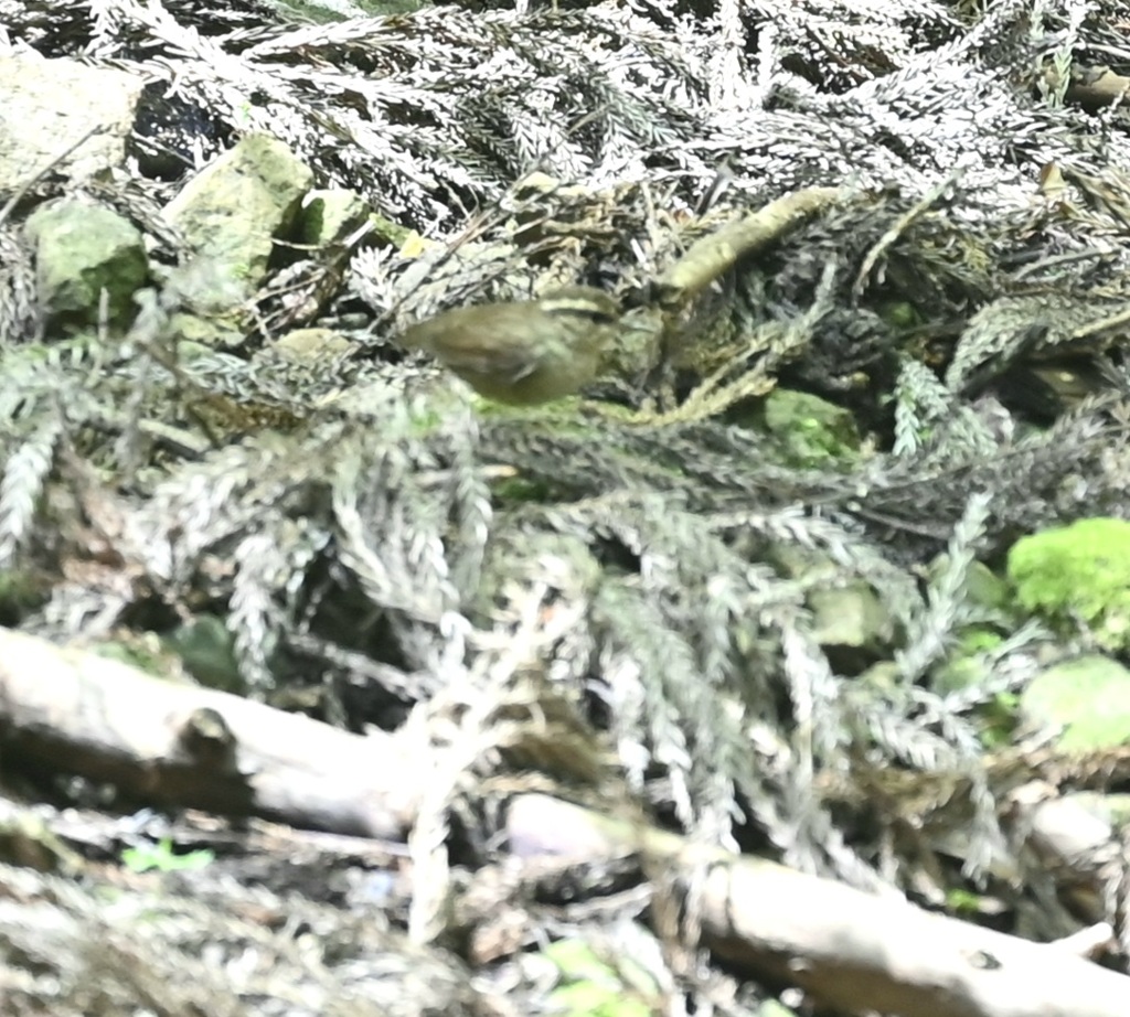 水場に降りてきたヤブサメ