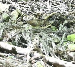 水場に降りてきたヤブサメ
