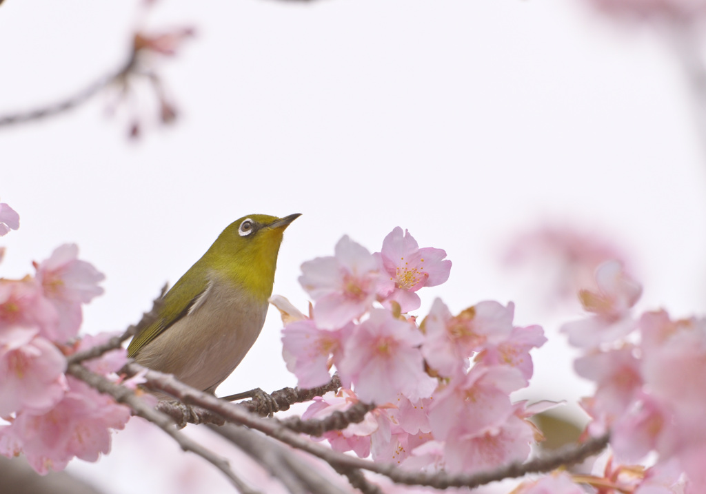 河津桜とメジロ
