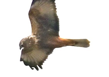 チュウヒ？ノスリ？