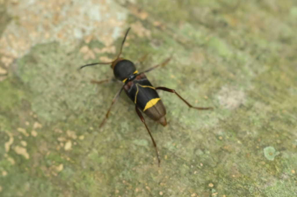 キスジトラカミキリ