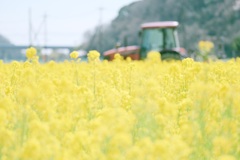 菜の花とトラクター