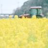 菜の花とトラクター