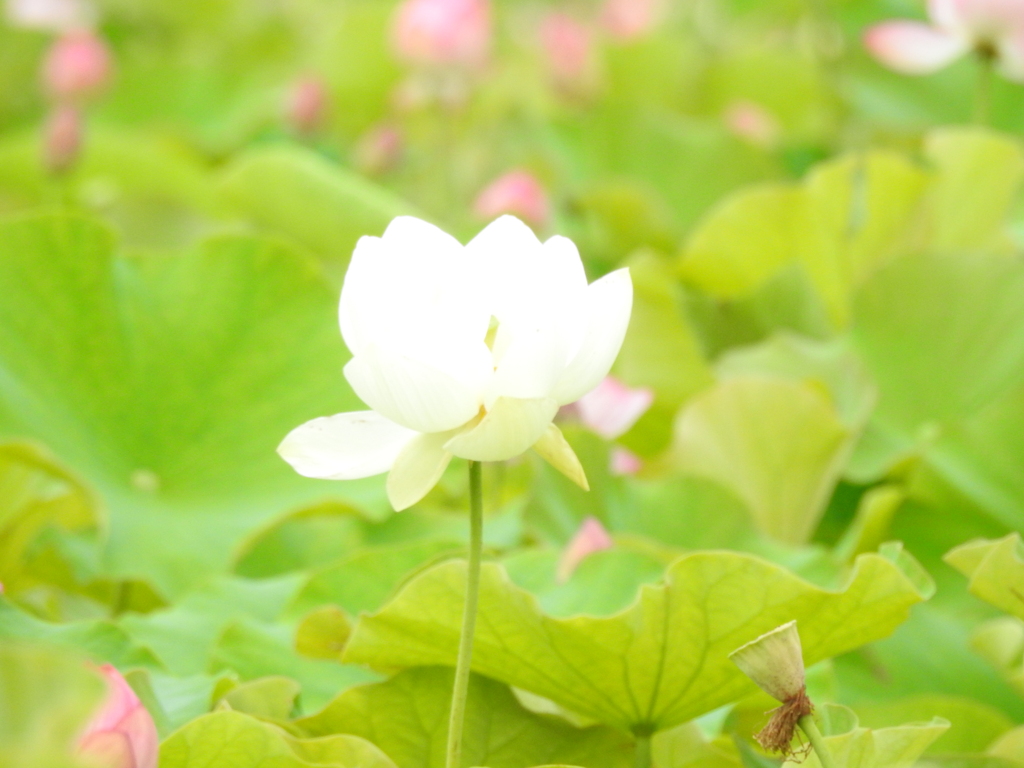 蓮