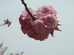 八重桜