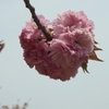 八重桜